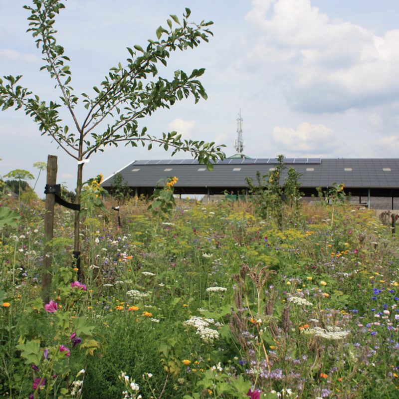 dykhoeve-impressie-foto001