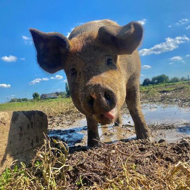 dykhoeve-impressie-foto002