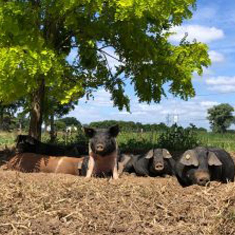 dykhoeve-impressie-foto005