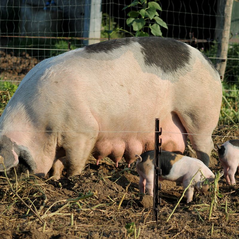 dykhoeve-impressie-foto008