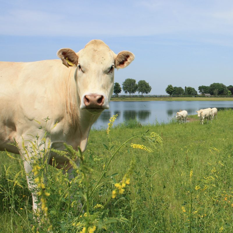 dykhoeve-impressie-foto010