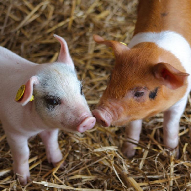 dykhoeve-impressie-foto011