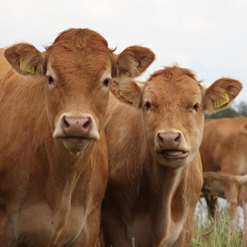 dykhoeve-impressie-foto012