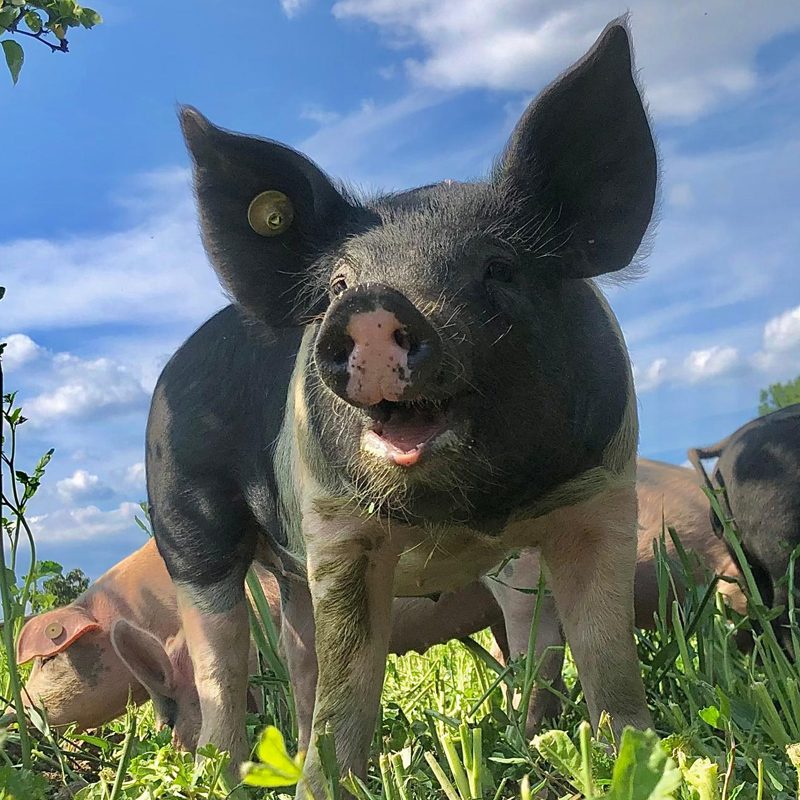 dykhoeve-impressie-foto014