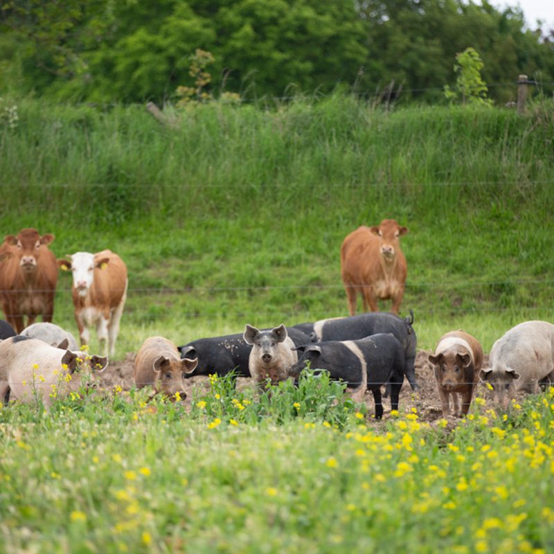 dykhoeve-impressie-foto015