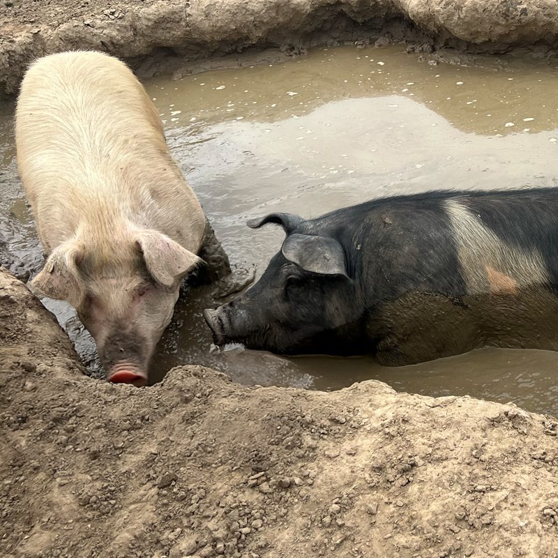 dykhoeve-impressie-foto016