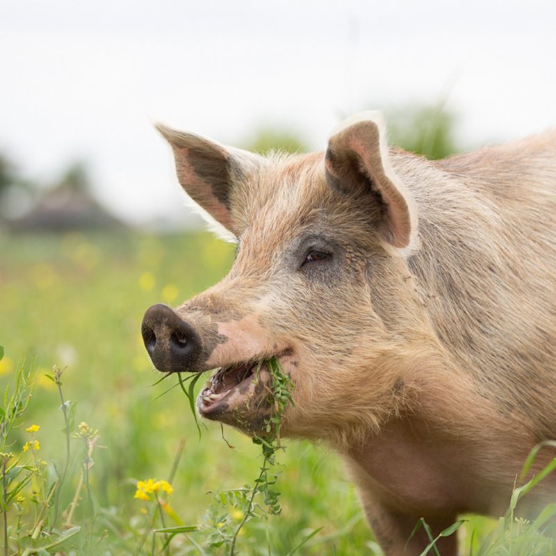 dykhoeve-impressie-foto017