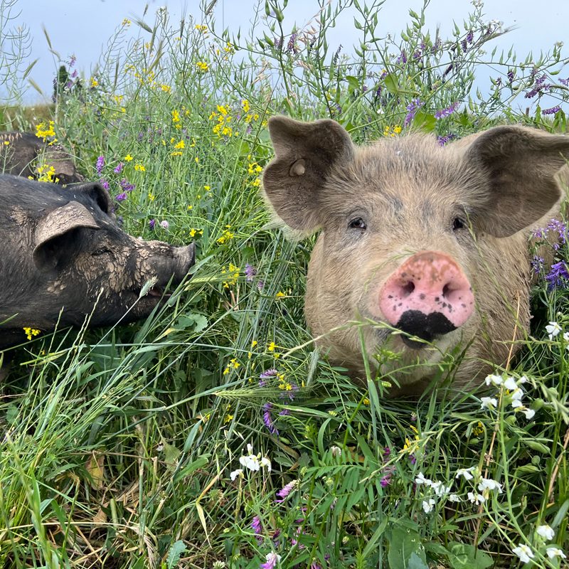 dykhoeve-impressie-foto018